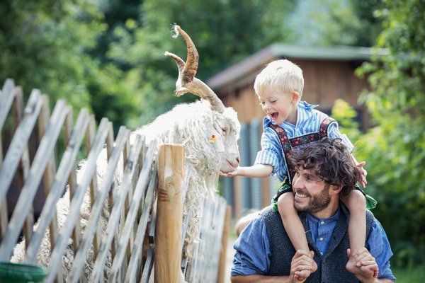 Kind füttert Ziegenbock