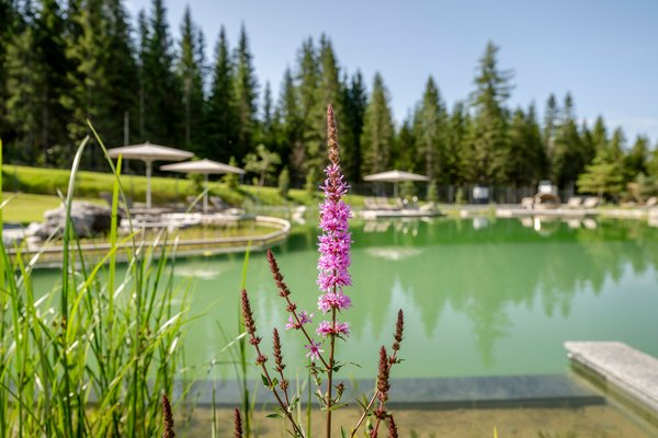 Schwimmteich mit Blume im Vordergrund