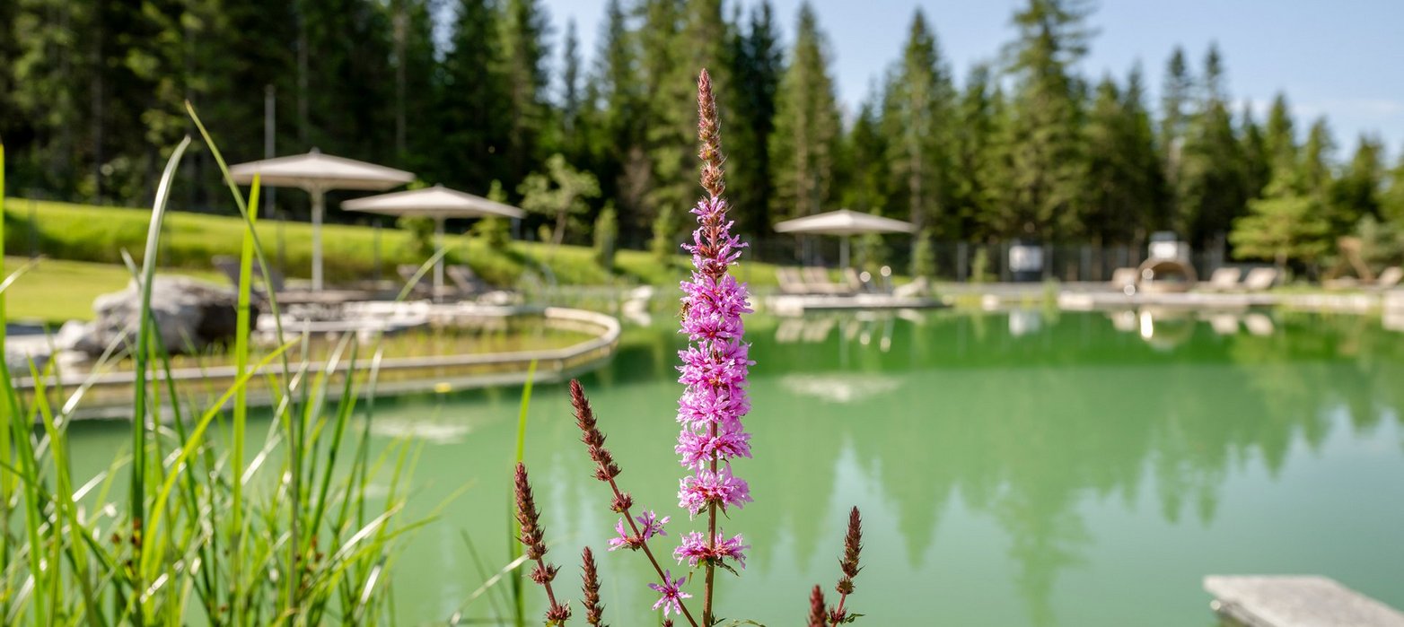 Schwimmteich mit Blume im Vordergrund