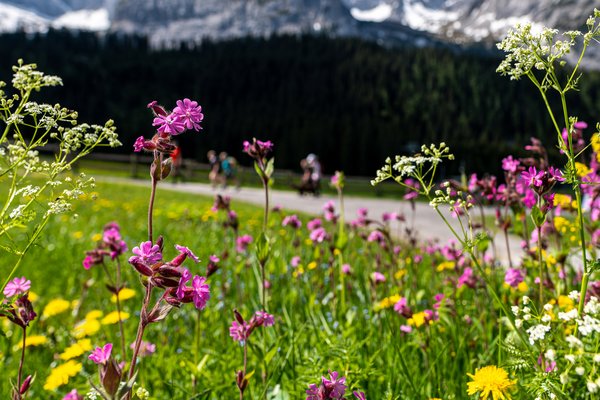 Alm mit Blumen